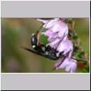 Episyron rufipes - Wegwespe m07a auf Heide Sandgrube Niedringhaussee.jpg